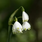 lily-of-valley-image