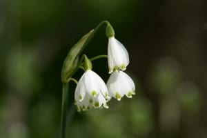 lily-of-valley-image