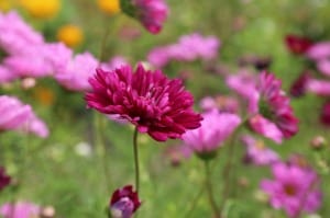 dark-purple-flower-field-image