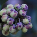 purple-flower-buds-image