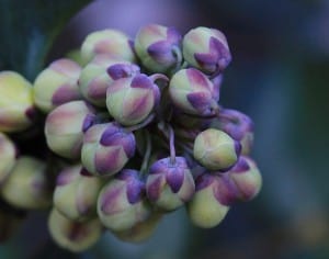 purple-flower-buds-image