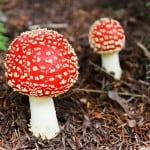 red-polka-dot-mushroom-in-woods-image