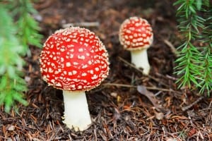 red-polka-dot-mushroom-in-woods-image