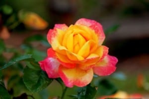 pink-yellow-single-rose-image