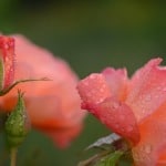 swaying-pink-roses-image