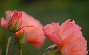 swaying-pink-roses-image
