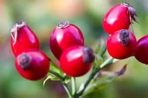 beautiful-red-berries-image