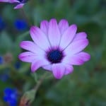 purple-bloom-blue-flowers-image