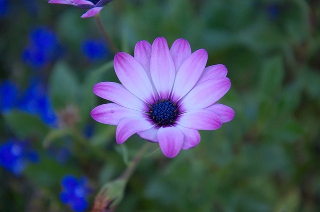 purple-bloom-blue-flowers-image