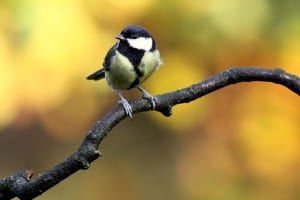 chickadee-on-branch-image