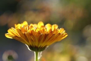 yellow-orange-calendula-image