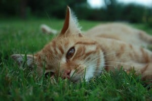 cat-in-the-grass-calico-image