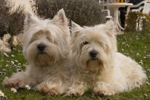 doggie-twins-image