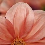 half-peach-flower-image