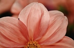 half-peach-flower-image