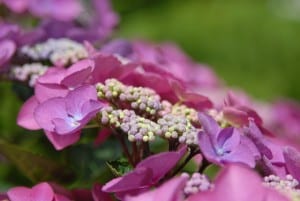 purple-white-flowers-garden-image