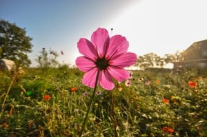 single-pink-flower-in-field-image