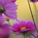 blur-purple-flowers-image