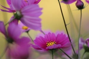 blur-purple-flowers-image