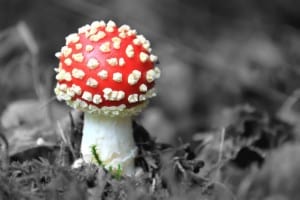 red-polka-dot-toadstool-image