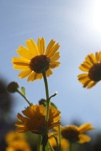 garden-from-underneath-image