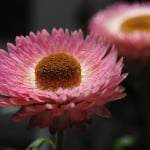 pink-flower-yellow-button-center-image