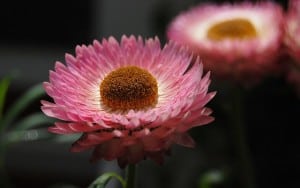 pink-flower-yellow-button-center-image