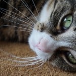 sweet-cat-carpet-green-eyes-image