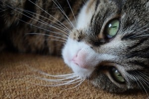 sweet-cat-carpet-green-eyes-image