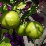 lemon-tree-image