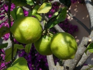 lemon-tree-image