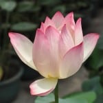 delicate-lotus-image