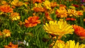 field-of-marigolds-image