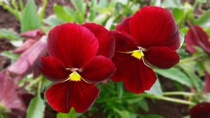 red-pansy-image