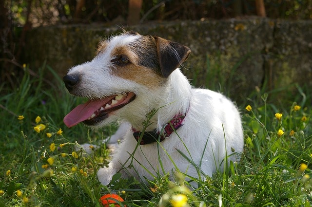 parson-jack-russell