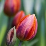 red-tulips-close-up-image