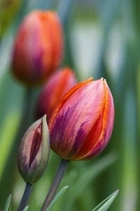 red-tulips-close-up-image
