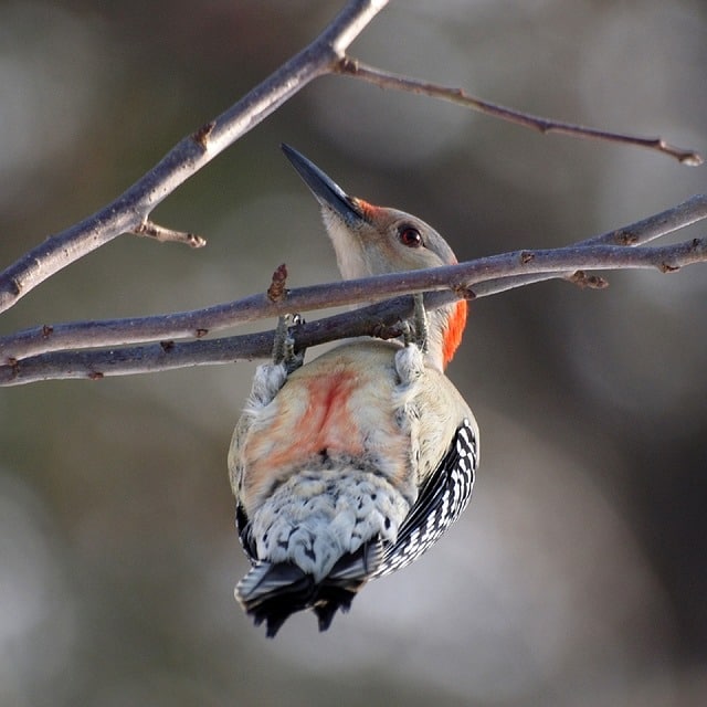 red-bellied-woodpecker-image