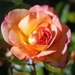 yellow-orange-pink-rose-image