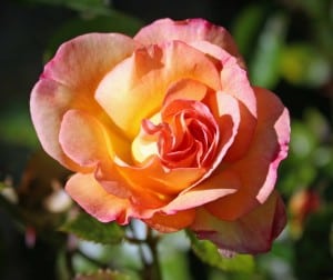 yellow-orange-pink-rose-image