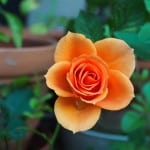 orange-rose-pots-image