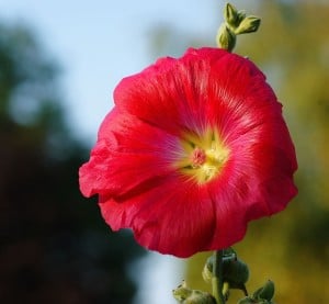 big-red-flower-on-green-stalk-image