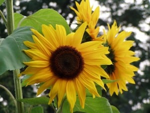 huge-sunflower-image