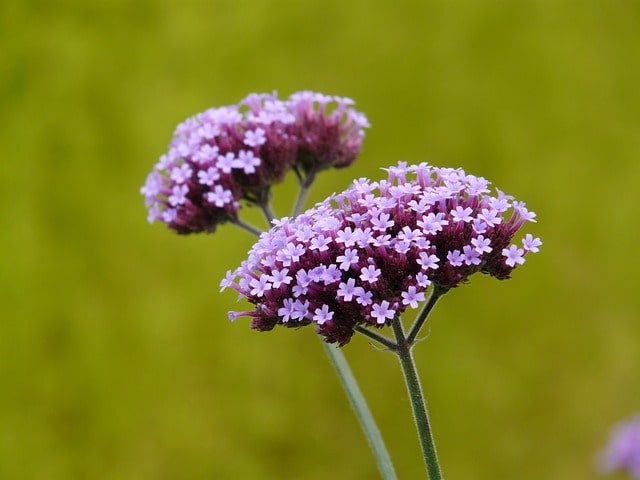 purple-verbena-image