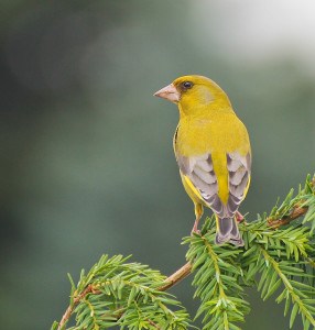 yellow-bird-pine-image