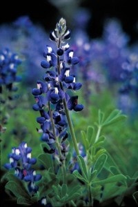 work-from-home-blue-bonnet-image