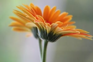 orange-daisy-blur-background-image