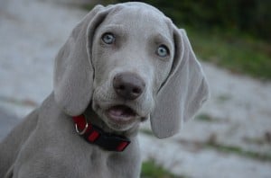 work-at-home-blue-eyed-dog