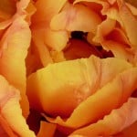 work-at-home-orange-flower-image