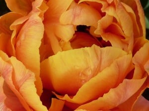 work-at-home-orange-flower-image